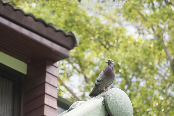 Perspectives uniques pigeon est debout sur le toit de la maison avec un arbre vert flou en arrière-plan — Photo