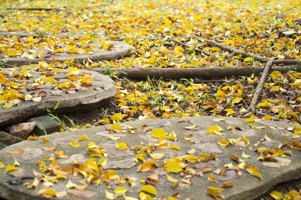Textura de fondo de hojas amarillas en otoño con gran raíz de árbol, follaje en el suelo. (enfoque selectivo ) — Foto de Stock