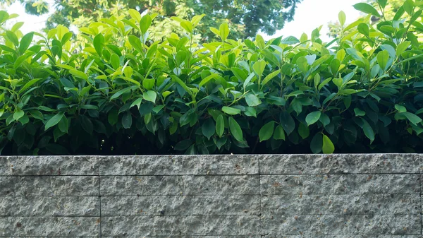 Trees plant in white brick pot  as background — Stock Photo, Image