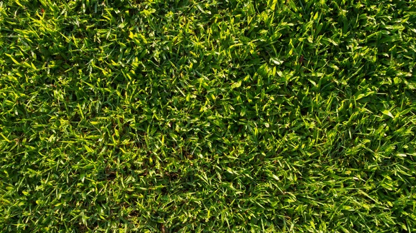Background of a fresh green grass in sunshine day Royalty Free Stock Photos