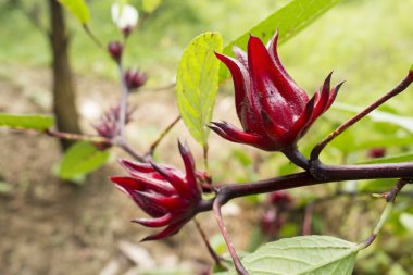 Kırmızı Hibiscus sabdariffa, Roselle, sağlıklı gıda alternatif ot, tıp ve içecekler kapandı
