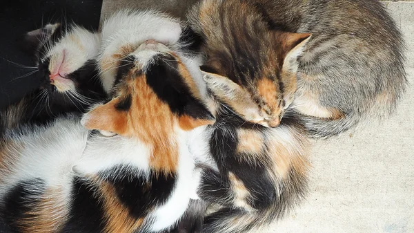 Three little kitten are sleeping on white floor — Stock Photo, Image