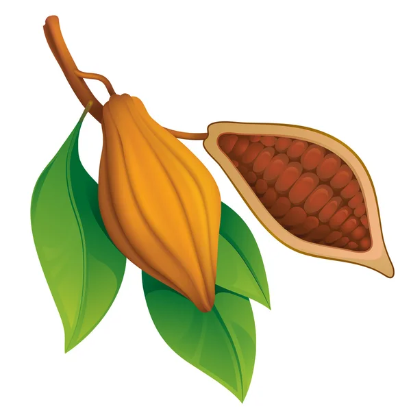 Granos de cacao — Vector de stock