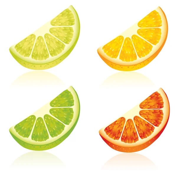 Citrus fruits — Stock Vector