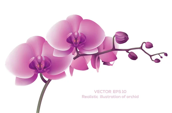 Orchidea rosa — Vettoriale Stock