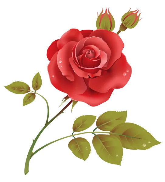 Rose _ rouge — Image vectorielle