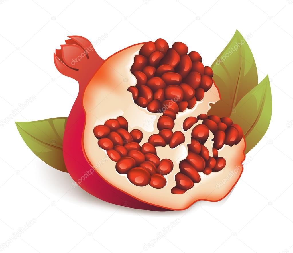 Illustration of pomegranate.