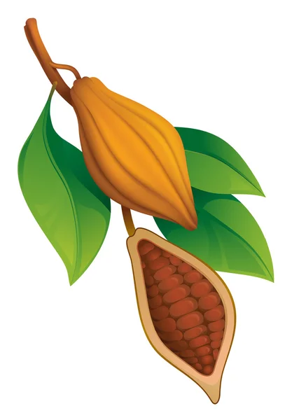 Fave di cacao — Vettoriale Stock