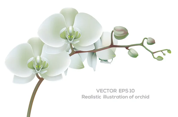 Witte orchidee — Stockvector