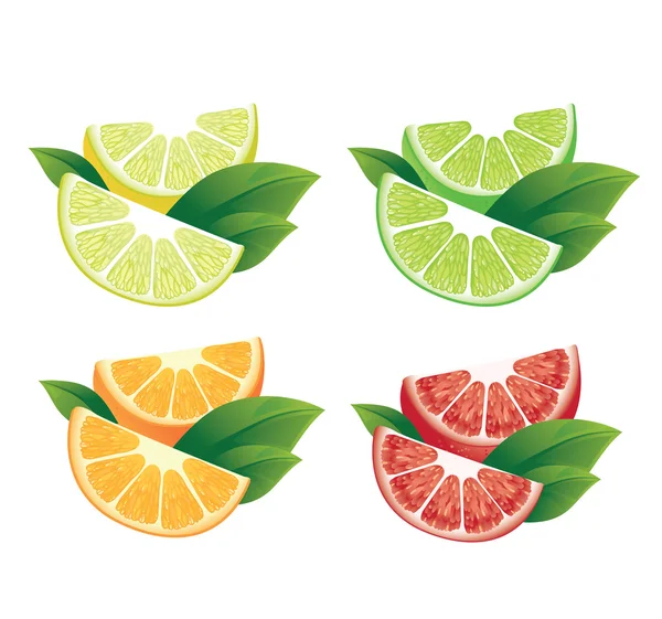 Citrus gyümölcs szelet — Stock Vector