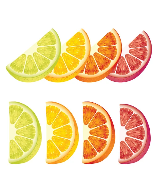 Citrus fruit slices — Stock Vector