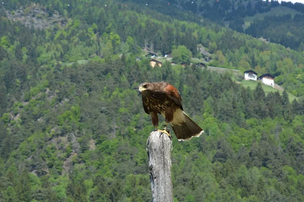 Águila — Foto de Stock