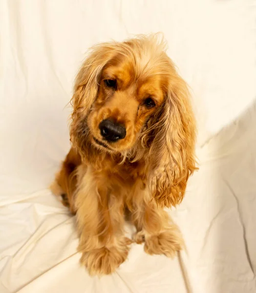 Küçük cocker spaniel köpek yavrusu ilginç hareketler yapıyor.