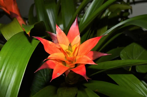 Ένα ροζ Bromeliad — Φωτογραφία Αρχείου