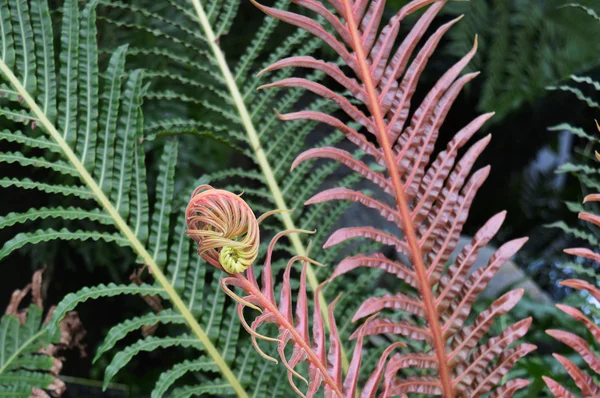 Fern liść paproci lub palmy — Zdjęcie stockowe