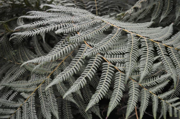 A Fern páfránylevél — Stock Fotó