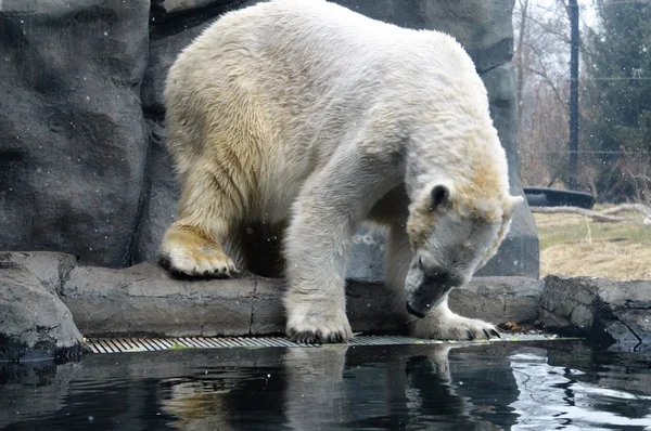 Bir kutup ayısı — Stok fotoğraf