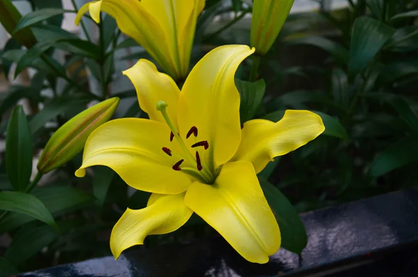 Um lírio amarelo — Fotografia de Stock