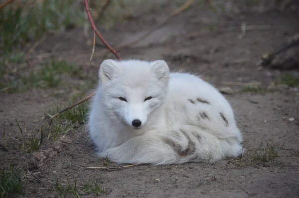 Un renard arctique — Photo