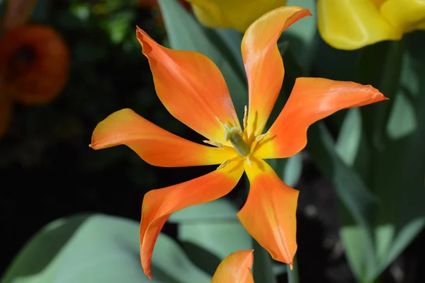Un tulipán en el jardín —  Fotos de Stock