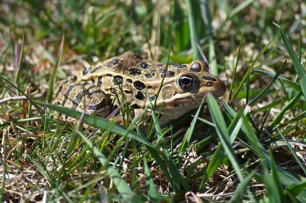 A Leopard Toad — Stock Photo, Image