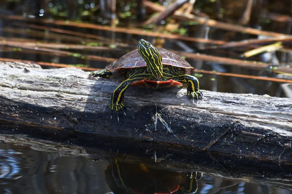 Schildpad in het Wetland — Stockfoto