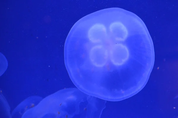 Biały Jellyfish — Zdjęcie stockowe