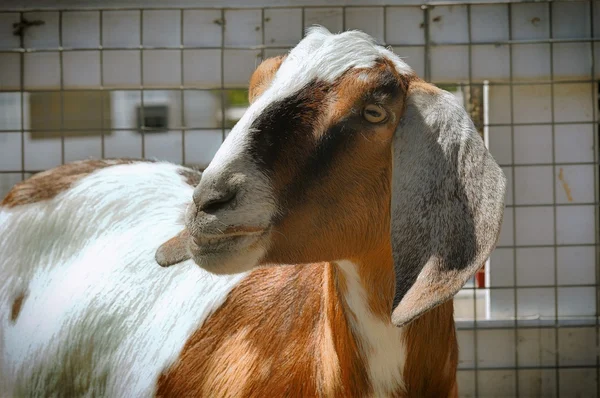 Goat at the Farm — Stock Photo, Image