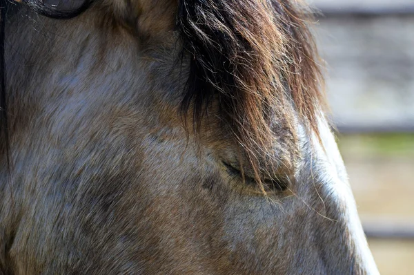 Лошадь на ферме — стоковое фото