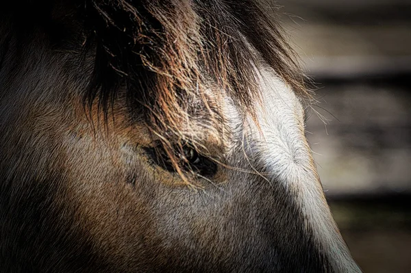 Pferd auf dem Bauernhof — Stockfoto