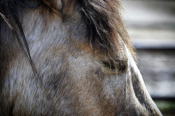 Koně na farmě — Stock fotografie