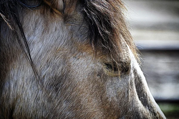 Pferd auf dem Bauernhof — Stockfoto