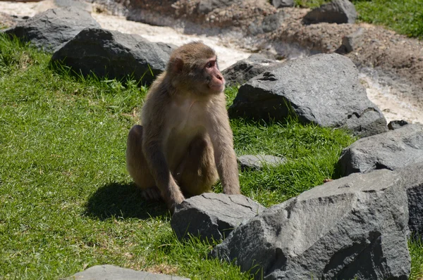 A Snow Monkey — Stock Photo, Image