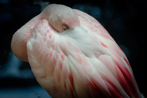 Um Flamingo Rosa — Fotografia de Stock