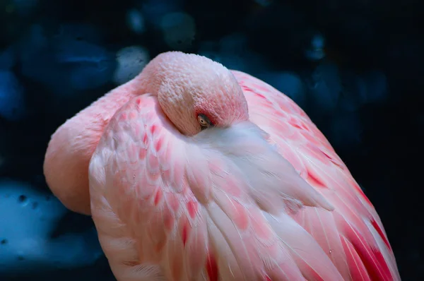 Ein rosa Flamingo — Stockfoto