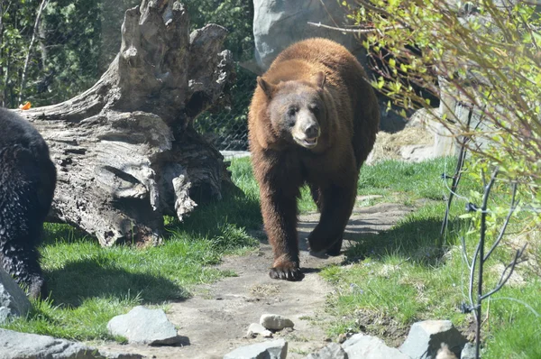 Orso nero americano — Foto Stock