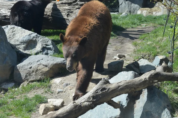 Urso negro americano — Fotografia de Stock
