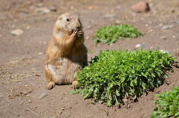 A Prairie Dog Stock Picture