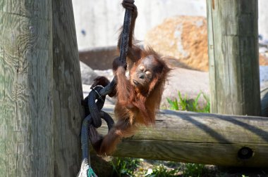 Bir bebek Orangutan