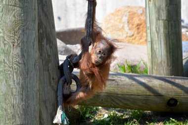 Bir bebek Orangutan