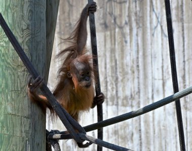 Bir bebek Orangutan