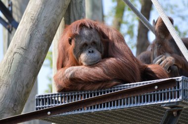 Orangutan platformunda