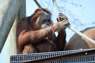 Orangutan platformunda