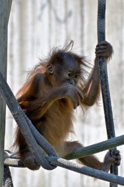 Bir bebek Orangutan