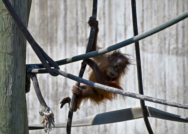 Ein Baby-Orang-Utan — Stockfoto