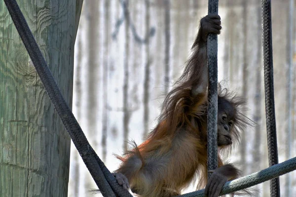 Bir bebek Orangutan — Stok fotoğraf