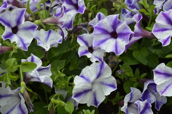 Petunien im Garten — Stockfoto