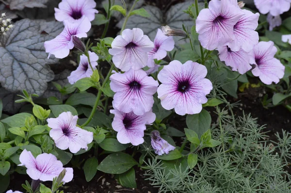 Petunien im Garten — Stockfoto