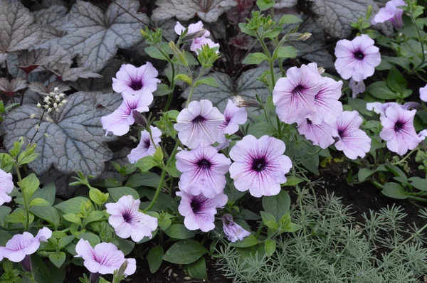 Petunien im Garten — Stockfoto