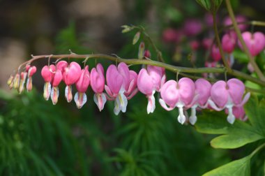 pembe kanayan Kalpler